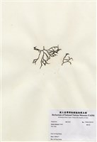 藏品(鐵釘菜)的圖片